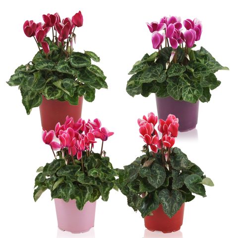 Cyclamen persicum SUPER SERIE S ALLURE FUJI MIX