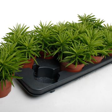 Peperomia 'Sweet Spark'