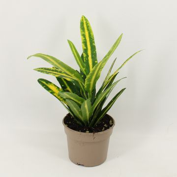 Codiaeum variegatum 'Sunny Star'