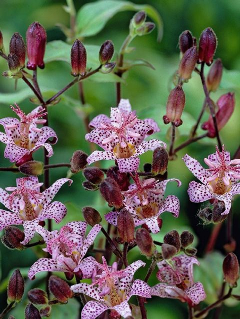 Tricyrtis hirta