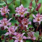 Tricyrtis hirta