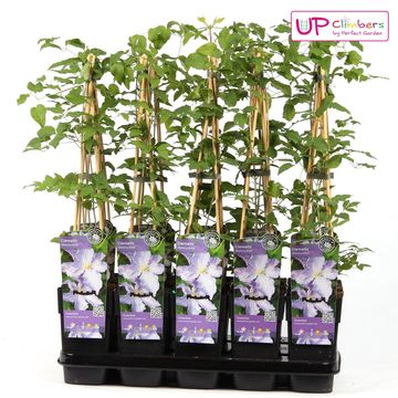 Clematis 'Blekitny Aniol' (LL)