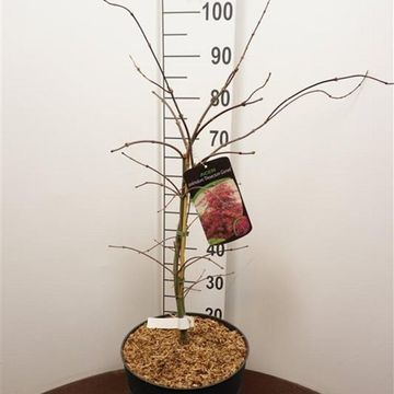 Acer palmatum 'Garnet'