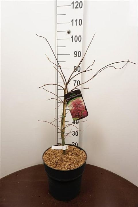 Acer palmatum 'Garnet'