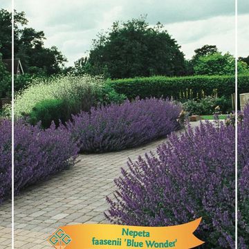 Nepeta racemosa 'Blue Wonder'