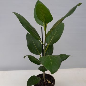 Ficus benghalensis 'Audrey'