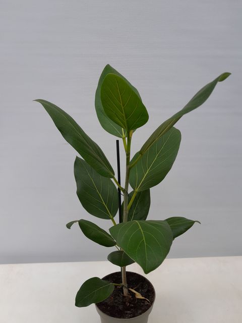 Ficus benghalensis 'Audrey'