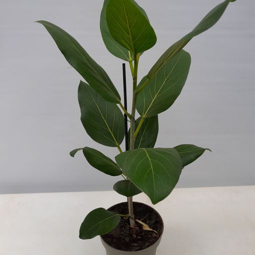 Ficus benghalensis 'Audrey'