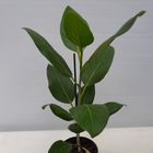 Ficus benghalensis 'Audrey'