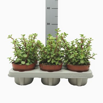 Portulacaria afra