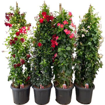 Mandevilla RIO MIX