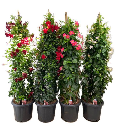 Mandevilla RIO MIX