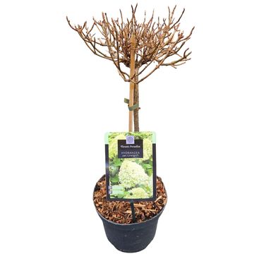 Hydrangea paniculata 'Limelight'