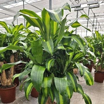 Dracaena fragrans 'Massangeana'