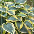 Hosta 'First Frost'