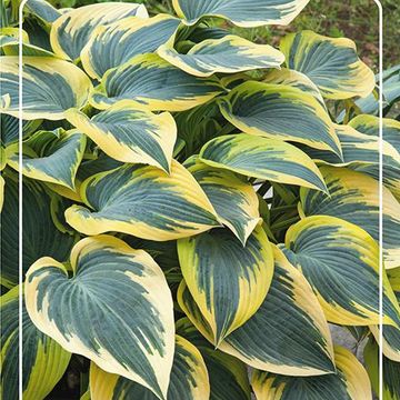 Hosta 'First Frost'