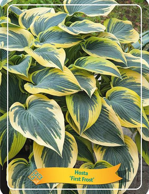 Hosta 'Фест Фрост'