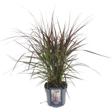 Pennisetum advena 'Chelsea'