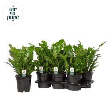 Asplenium nidus 'Campio'