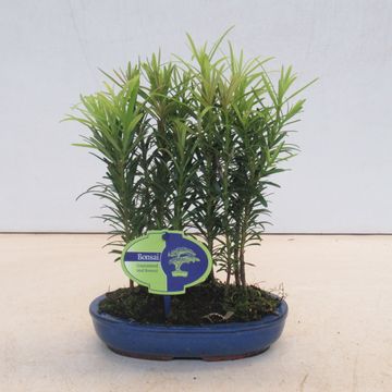 Podocarpus
