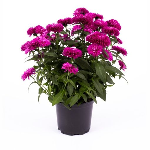 Aster RED REGENT