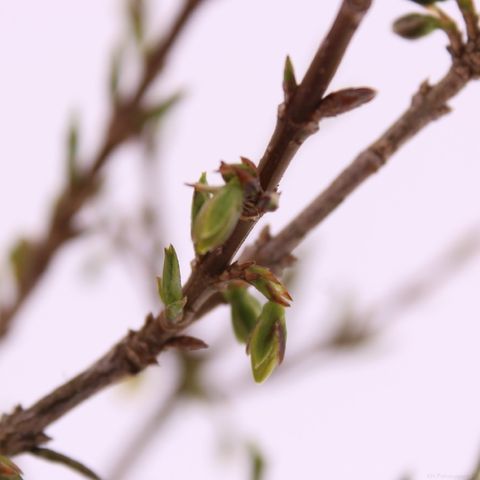 Forsythia x intermedia MIKADOR