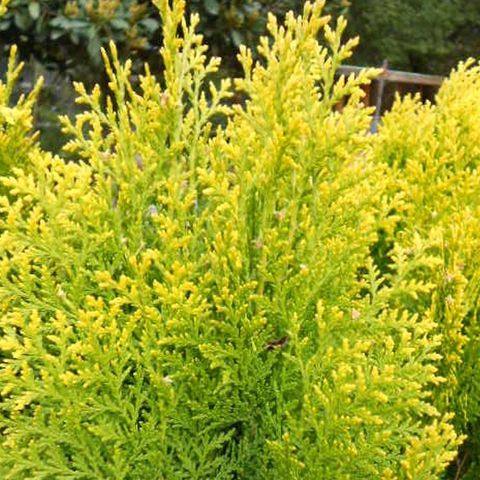 Thuja occidentalis 'Aurea Nana'