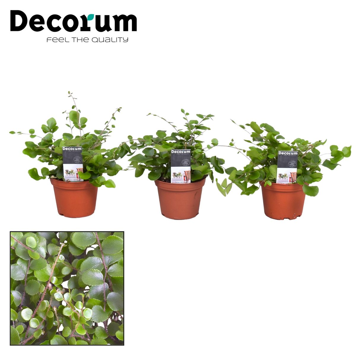 Pellaea rotundifolia — Plant Wholesale FlorAccess