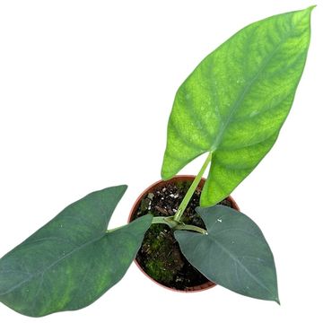 Alocasie scabriuscula