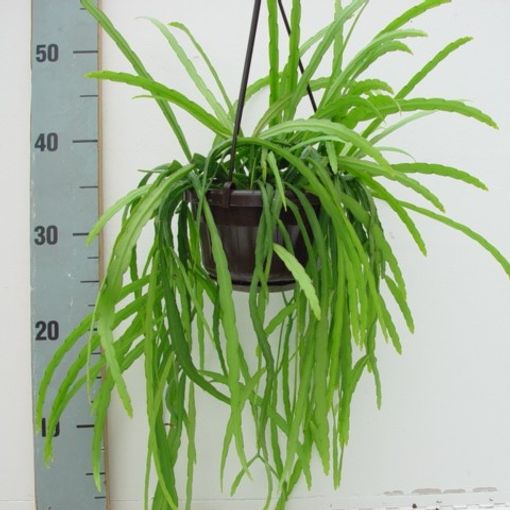 Rhipsalis HOLVIANA