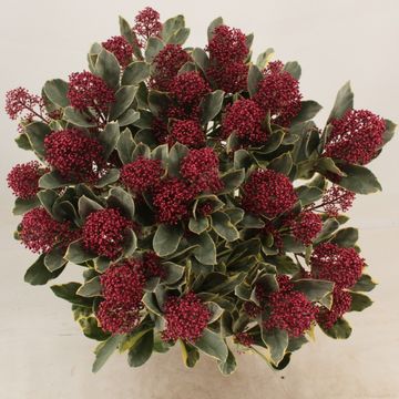 Skimmia japonica 'Perosa'