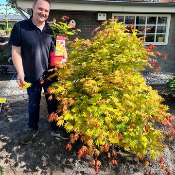 Acer shirasawanum MOONRISE