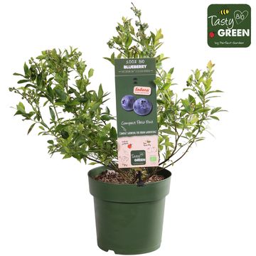 Vaccinium corymbosum LOWBERRY LITTLE BLUE WONDER