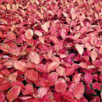 Aglaonema ORANGE STAR