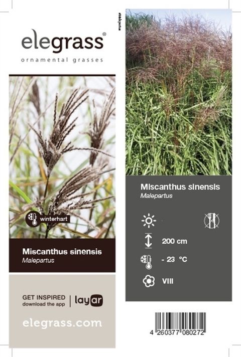 Miscanthus sinensis 'Malepartus'