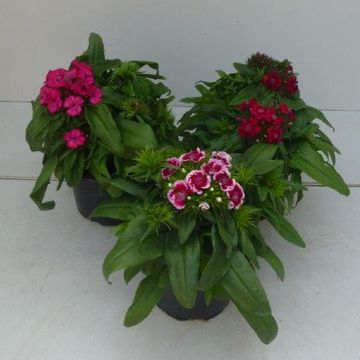 Dianthus barbatus MIX