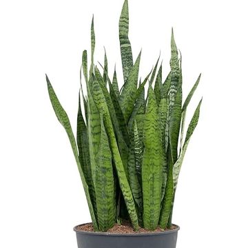 Sansevieria zeylanica