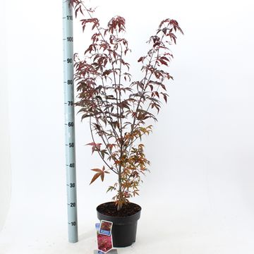 Acer palmatum 'Atropurpureum'