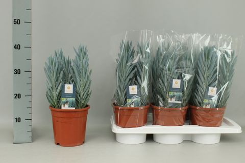 Curio ficoides 'Stelvio'