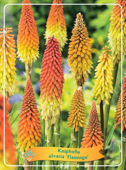 Kniphofia 'Flamenco'