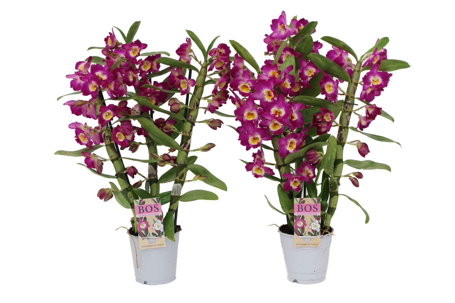 Dendrobium Nobile STAR CLASS AKATSUKI Plant Wholesale FlorAccess dendrobium-nobile-star-class-akatsuki-plant-wholesale-floraccess