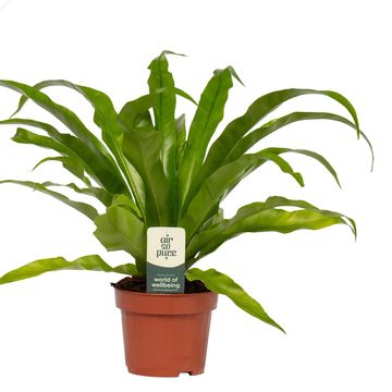 Asplenium antiquum