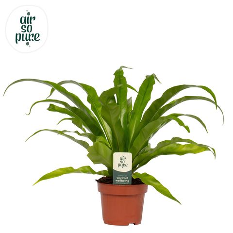 Asplenium antiquum
