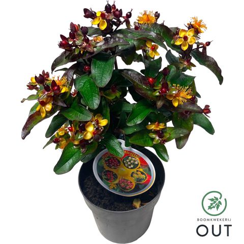 Hypericum MIRACLE NIGHT