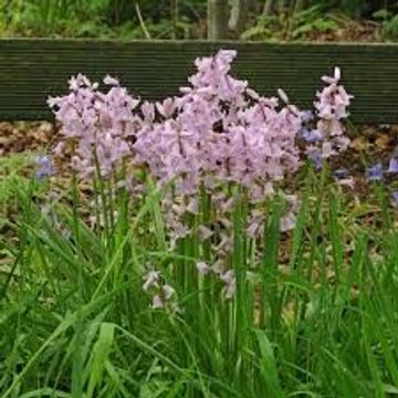 Hyacinthoides hispanica 'Rose'