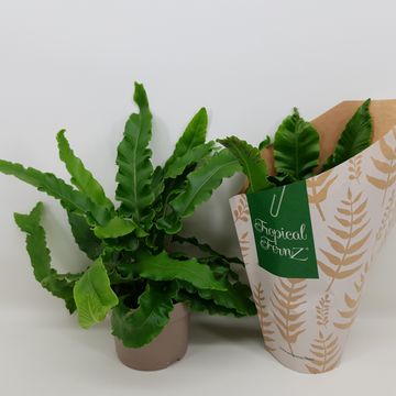 Asplenium scolopendrium