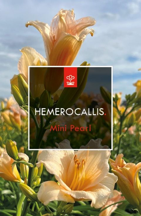 Hemerocallis 'Mini Pearl'