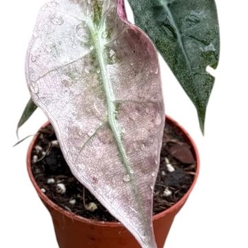 Alocasia 'Polly Variegata'