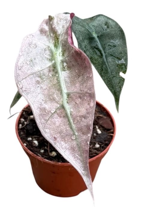 Alocasia 'Polly Variegata'