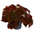 Begonia BELEAF AMBER LOVE